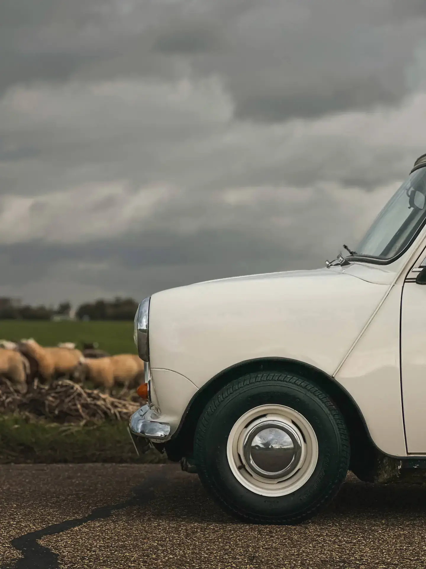mini classic front with sheeps in the background