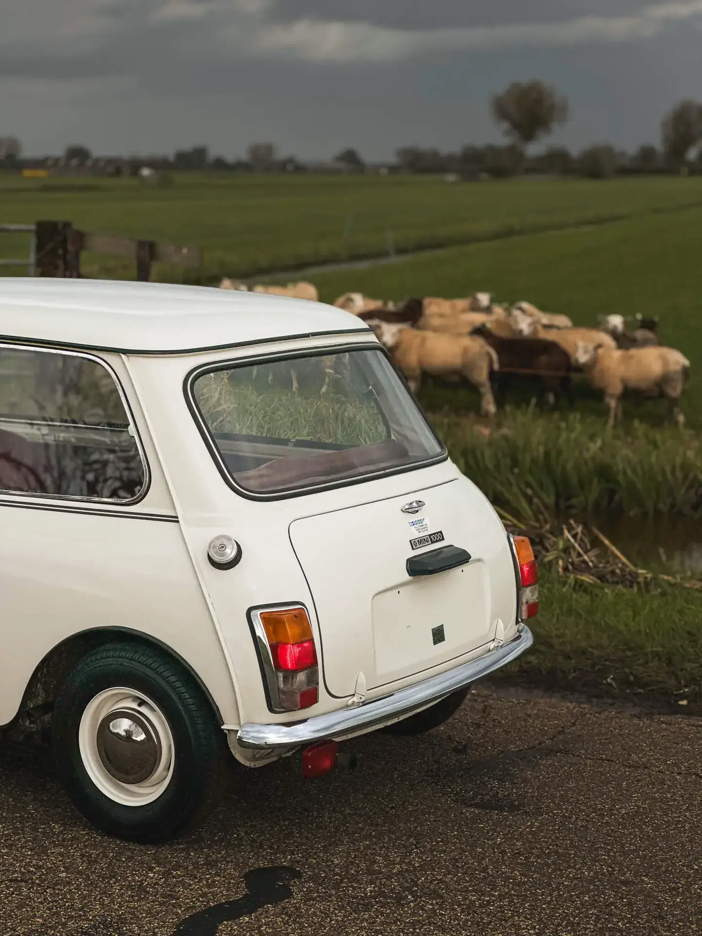 mini classic with stripes rear end brooks